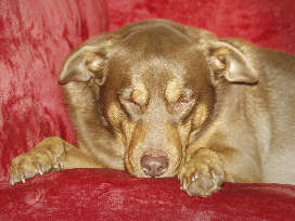 Red Dog Nellie, Sleeping.  Photo