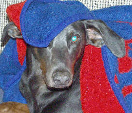 Blue Dobie Petie keeps warm under the blankets