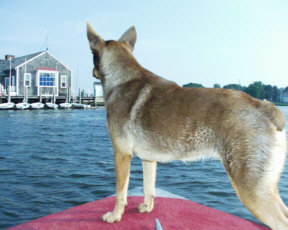 Little red dog nellie enjoying the view of Mystic