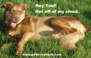 Get off my cloud. Little Red Dog Photo