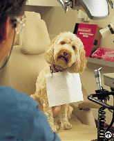 pet goes to the dentist