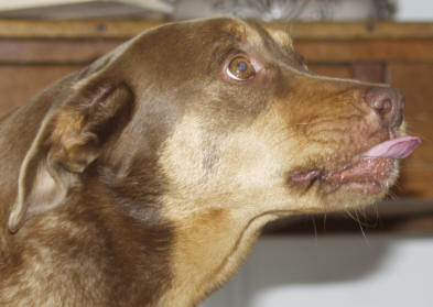 Pet Food Recall