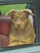 Dog in Car