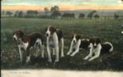 King's dogs, photo, postcard