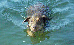 Nellie taking a swim.  She loves the water, just like a fish!