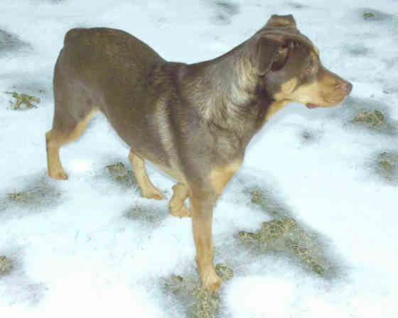 Snow Dog Nellie