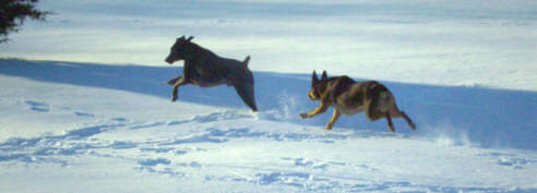 Dogs running in snow