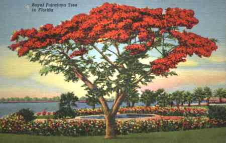 Post Card of a Tree