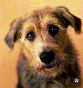 Aging Pet Photo