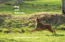 Dog and Butterfly.  Photo