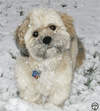 Keep your pet warm
