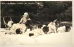 Sled Dogs Photo, Postcard