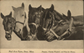 Horse Equine postcard, photo